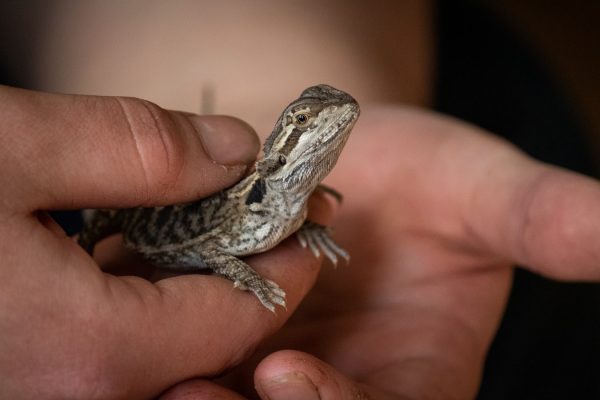 Close up of person holding a Bearded Dragon reptile
